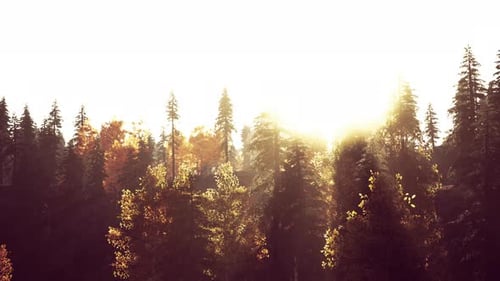 Fir Trees on Meadow Between Hillsides with Conifer Forest in Fog
