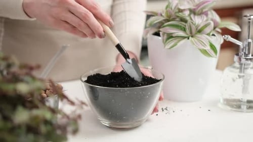 Woman Preparing Soil for Tradescantia Pink Clone Plant Replanting