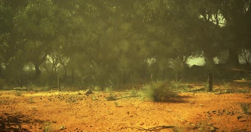 Desert Landscape with Sparse Vegetation and Trees Under a Hazy Sky