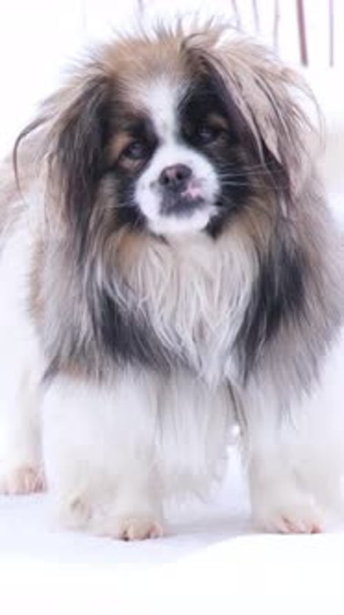 Fluffy Dog Standing in the Snow