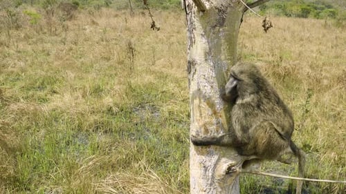 Baboon Sitting on Tree in Grassy Field