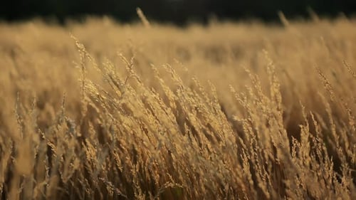 Golden Wheat Field Blowing Gently in the Breeze