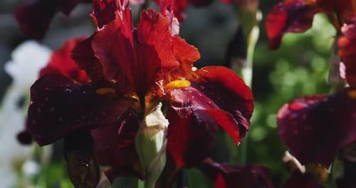 Grateful red tall bearded irises with blossoming petals in sunlight