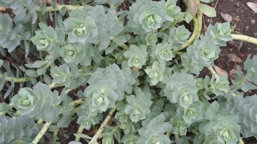 Euphorbe de myrte - Euphorbia myrsinites, plante à fleurs de jardin également connue sous le nom d'euphorbe rampante, euphorbe bleue