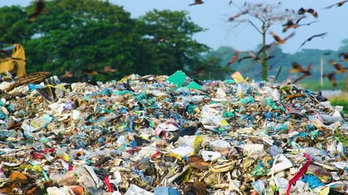 Riesige Vogelschwärme kreisen über den Müllhaufen auf einer Müllkippe in Bangladesch