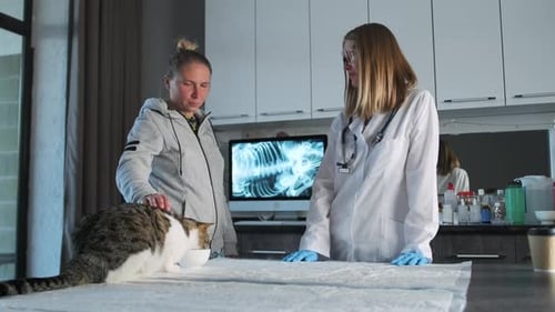 Two girls, cat owner and doctor are discussing diagnosis in veterinarian's office