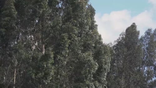 Trees Swaying in Wind on Sunny Day