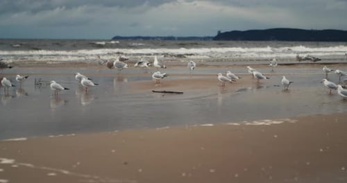 Flock of Seagulls Stand on a Sandy Beach on a Cloudy Day Before a Storm