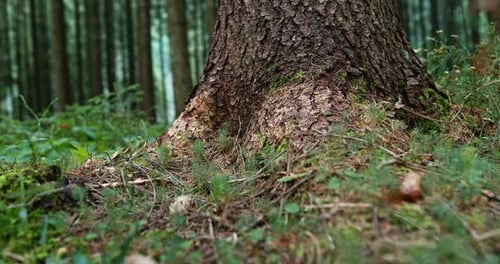 Nahaufnahme der Rinde am Fuß einer großen Kiefer in einer dichten Waldplantage im Erdgeschoss