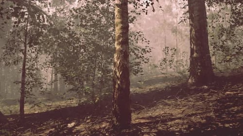 A Group of Trees in the Middle of a Forest