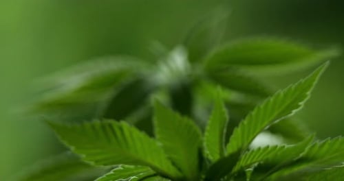 Marihuana (Cannabis sativa). Einzelheiten zu Cannabisblättern.