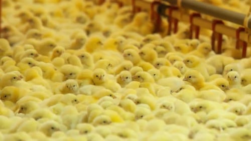 2K Chicks on the Farm