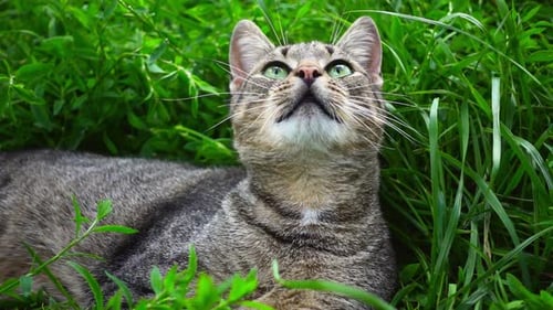 Cute Cat On Field Of Green Grass. Bright Green Grass In Summer Day. Close Up Pretty Grey Cat With...