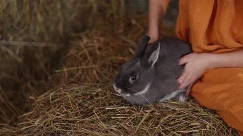 Young Child Petting a Gray Rabbit in Hay