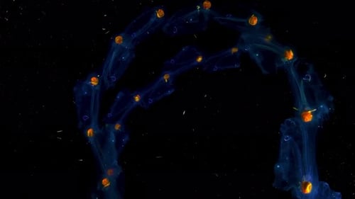 Jelly fish underwater world 4K