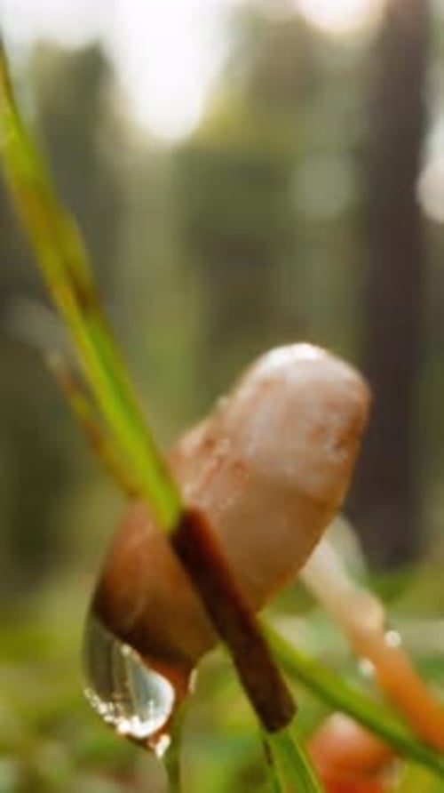 Large Drop of Water Drips From Sunlit Mushroom in Forest