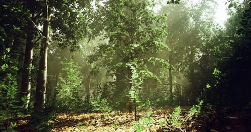 Misty Forest with Sunlight Filtering Through Trees During Early Morning Hours