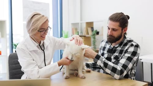 Veterinarian Examining White Dog with Male Owner at Veterinary Clinic