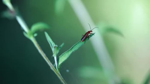 Zeitlupenclip des Roten Soldatenkäfers (Rhagonycha fulva), der an einem Blatt entlang kriecht und dann davonfliegt