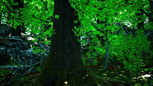 A Lush and Vibrant Green Forest with a Dense Canopy of Trees