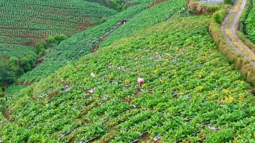 Drone view of farmer is working on the plantation.