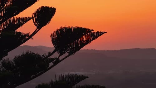 Picturesque view of a unique pine tree at sunset, casting long shadows over a hazy distant landscape