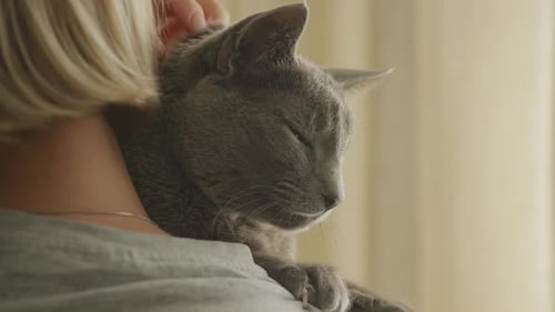 Gray Cat Cuddling with Owner