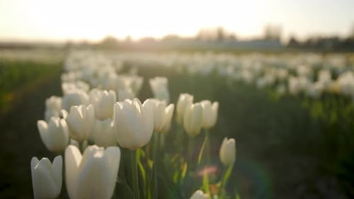 Close up shot of white tulip flowers in sunrise