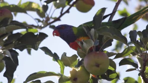 The Rainbow Lorikeet is unmistakable with its bright red beak and colourful plumage.