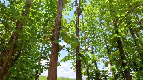 La forêt tropicale humide offre une vue imprenable lors d'une journée ensoleillée.