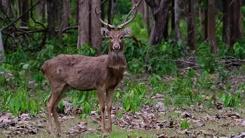 Majestic Sika Deer Standing in Tranquil Green Forest