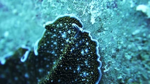 Spotted Acanthozoon flatworm slithers over rocky coral reef hunting food