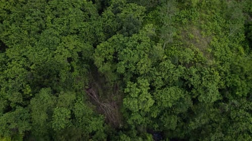 Aerial Tilt Up from Green Forest Canopy to Majestic Mount Inerie in Flores