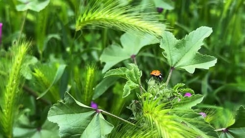 Ladybug Among Plants In Green Nature 9