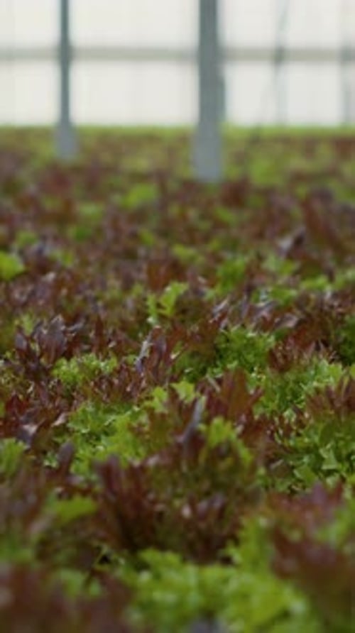 Rows of Colorful Lettuce Growing in Greenhouse