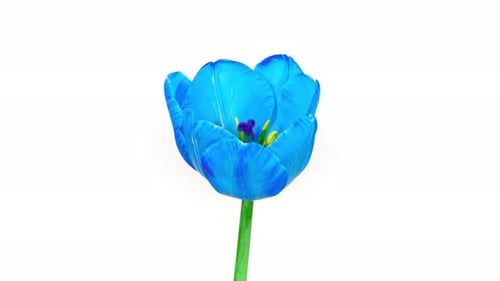 Blue Tulip Blooming on a White Background in Time Lapse. Tender Spring Flower Moving Petals