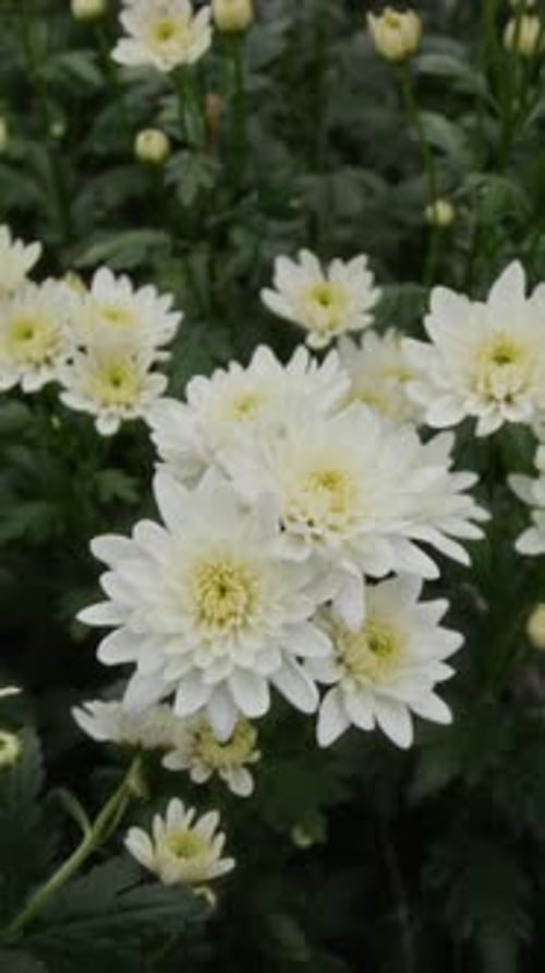 Close-Up of Blooming White Flowers