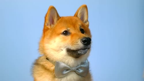 Elegant Shiba Inu Wearing a Silver Bow Tie