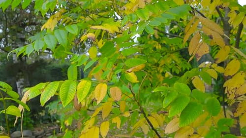 Yellow and green autumn tree leaves moved by wind or breeze in slow motion during day time autumn.