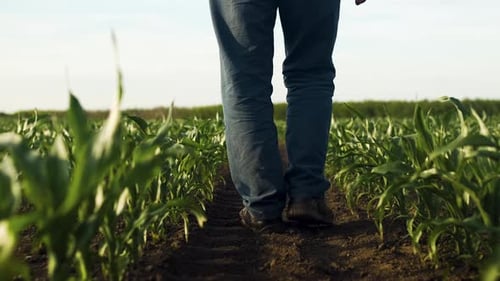 Rear view of the farmers legs walking in the field between the rows of corn at sunset.