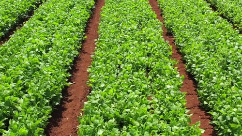 Reihen grüner Bohnen bereit für die Ernte
