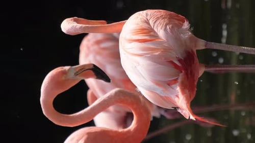 Des flamants roses debout sur la rive d'un étang avec des arbres en arrière-plan Vidéo verticale