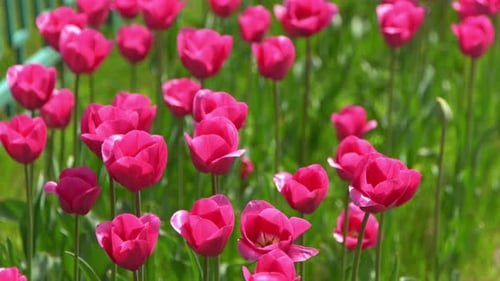 Pink Tulips Bloom in Spring Tulip Flower Nature Floral Background Botanical Garden Flowering Buds