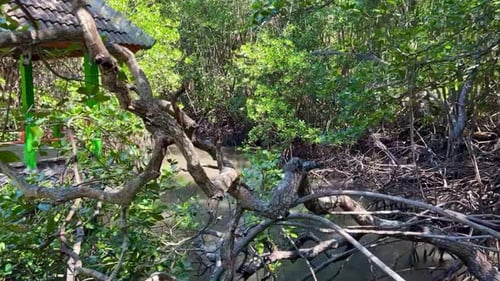 Floresta de madeira de mangue