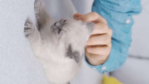 Vertikales Video von Happy Man and Kitten Scottish Fold Cat.