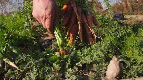 man pulling a carrots out of the ground in an organic garden in slow motion