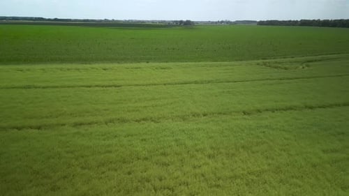 Green field aerial view in Ukraine