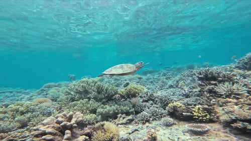 A sea turtle (hawksbill sea turtle) swims among a lively coral reef under the ocean surface.