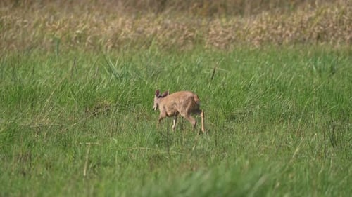Deer Grazing Peacefully in a Green Meadow
