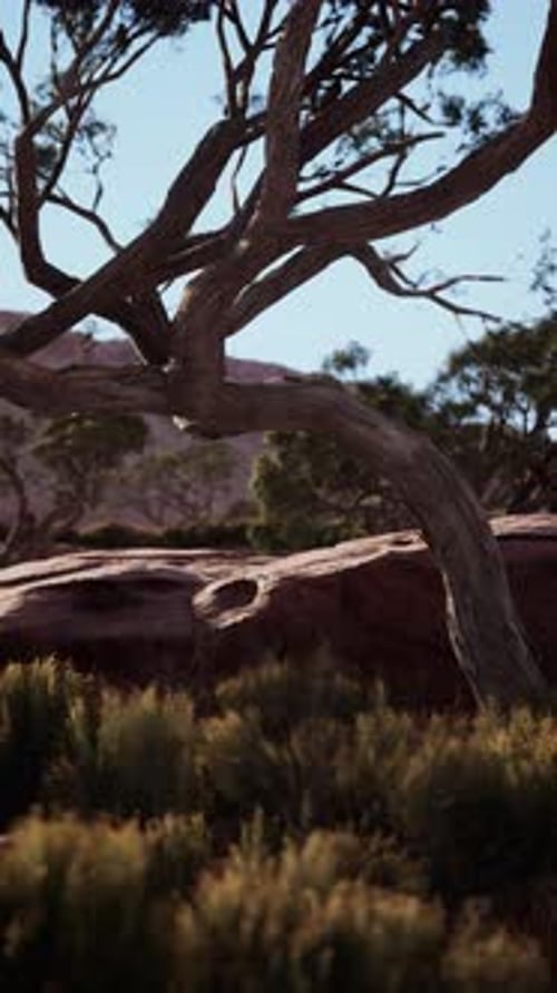 Leafless Tree Standing in Nevada Field